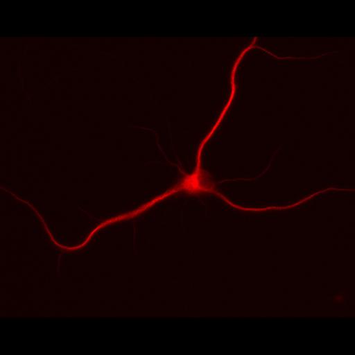  NCBI Organism:Rattus; Cell Types:multipolar neuron Cell Components:dendrite, microtubule cytoskeleton, synapse part; Biological process:cellular developmental process, dendrite development, establishment or maintenance of cell polarity, synapse assembly, protein localization to synapse;