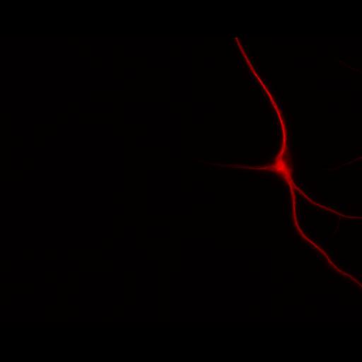  NCBI Organism:Rattus; Cell Types:multipolar neuron Cell Components:dendrite, microtubule cytoskeleton, synapse part; Biological process:cellular developmental process, dendrite development, establishment or maintenance of cell polarity, synapse assembly, protein localization to synapse;