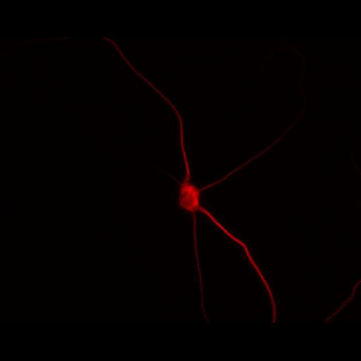  NCBI Organism:Rattus; Cell Types:multipolar neuron Cell Components:dendrite, microtubule cytoskeleton, synapse part; Biological process:cellular developmental process, dendrite development, establishment or maintenance of cell polarity, synapse assembly, protein localization to synapse;