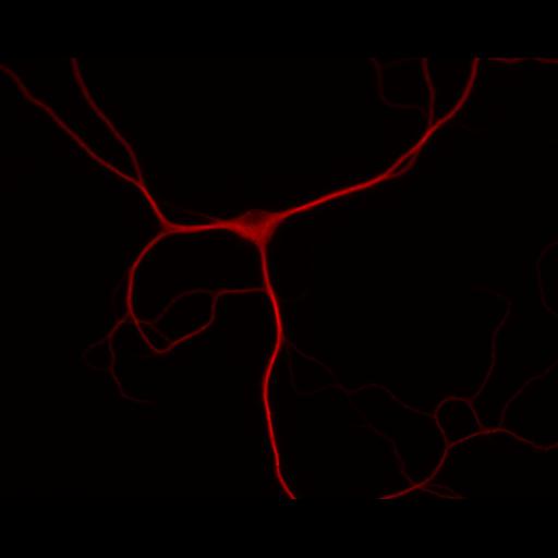  NCBI Organism:Rattus; Cell Types:multipolar neuron Cell Components:dendrite, microtubule cytoskeleton, synapse part; Biological process:cellular developmental process, dendrite development, establishment or maintenance of cell polarity, synapse assembly, protein localization to synapse;