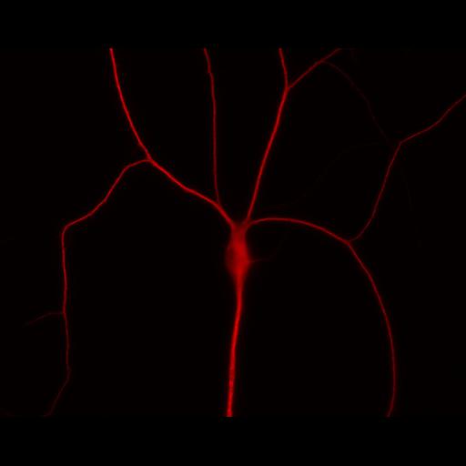  NCBI Organism:Rattus; Cell Types:multipolar neuron Cell Components:dendrite, microtubule cytoskeleton, synapse part; Biological process:cellular developmental process, dendrite development, establishment or maintenance of cell polarity, synapse assembly, protein localization to synapse;