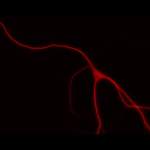  NCBI Organism:Rattus; Cell Types:multipolar neuron Cell Components:dendrite, microtubule cytoskeleton, synapse part; Biological process:cellular developmental process, dendrite development, establishment or maintenance of cell polarity, synapse assembly, protein localization to synapse;