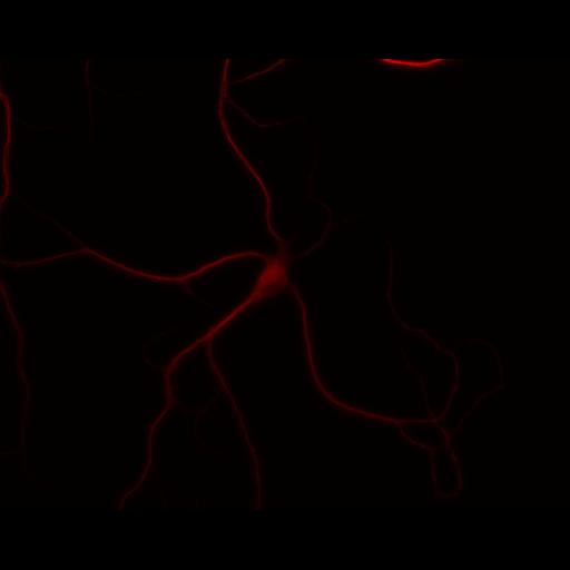  NCBI Organism:Rattus; Cell Types:multipolar neuron Cell Components:dendrite, microtubule cytoskeleton, synapse part; Biological process:cellular developmental process, dendrite development, establishment or maintenance of cell polarity, synapse assembly, protein localization to synapse;