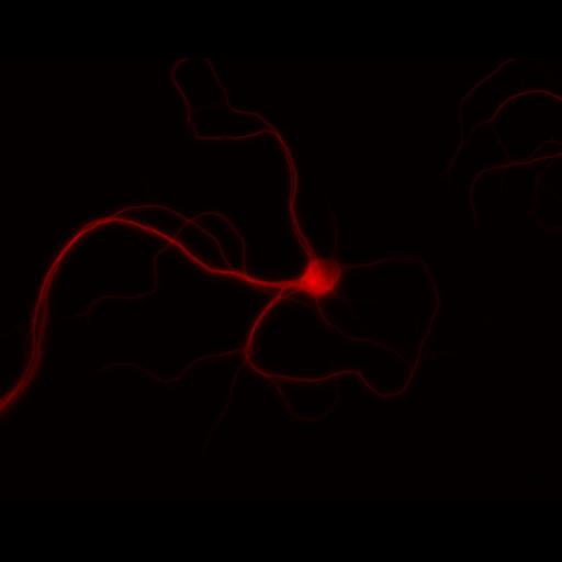  NCBI Organism:Rattus; Cell Types:multipolar neuron Cell Components:dendrite, microtubule cytoskeleton, synapse part; Biological process:cellular developmental process, dendrite development, establishment or maintenance of cell polarity, synapse assembly, protein localization to synapse;