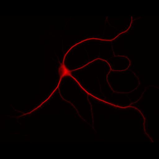  NCBI Organism:Rattus; Cell Types:multipolar neuron Cell Components:dendrite, microtubule cytoskeleton, synapse part; Biological process:cellular developmental process, dendrite development, establishment or maintenance of cell polarity, synapse assembly, protein localization to synapse;