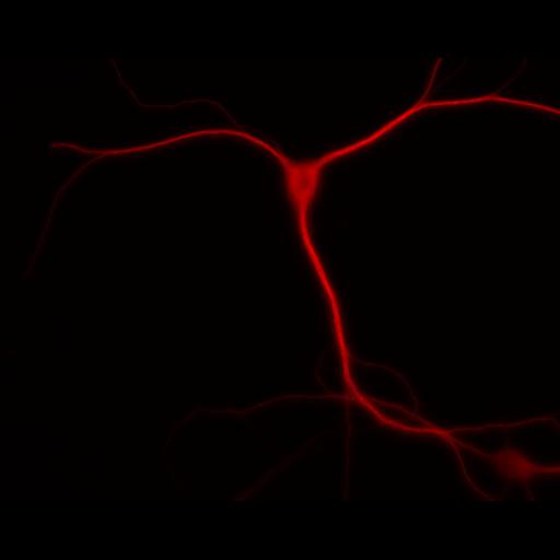  NCBI Organism:Rattus; Cell Types:multipolar neuron Cell Components:dendrite, microtubule cytoskeleton, synapse part; Biological process:cellular developmental process, dendrite development, establishment or maintenance of cell polarity, synapse assembly, protein localization to synapse;