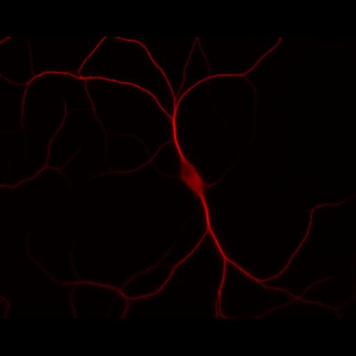  NCBI Organism:Rattus; Cell Types:multipolar neuron Cell Components:dendrite, microtubule cytoskeleton, synapse part; Biological process:cellular developmental process, dendrite development, establishment or maintenance of cell polarity, synapse assembly, protein localization to synapse;