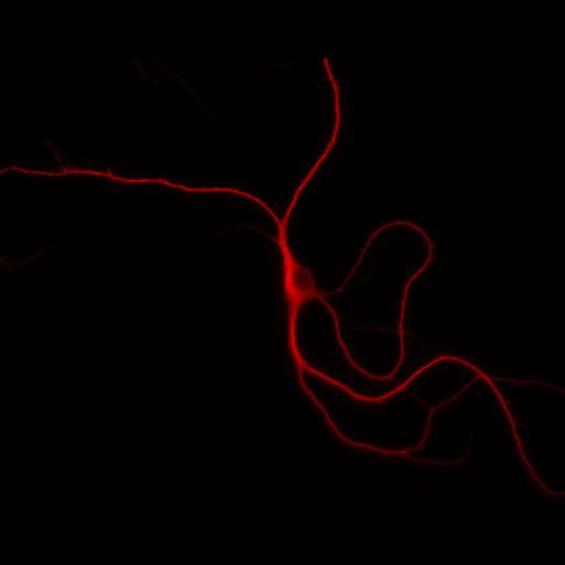  NCBI Organism:Rattus; Cell Types:multipolar neuron Cell Components:dendrite, microtubule cytoskeleton, synapse part; Biological process:cellular developmental process, dendrite development, establishment or maintenance of cell polarity, synapse assembly, protein localization to synapse;