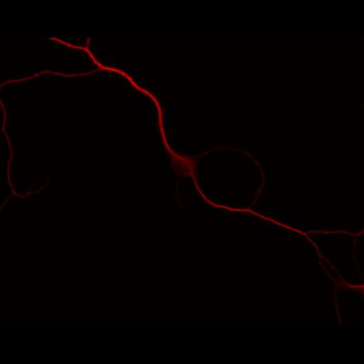  NCBI Organism:Rattus; Cell Types:multipolar neuron Cell Components:dendrite, microtubule cytoskeleton, synapse part; Biological process:cellular developmental process, dendrite development, establishment or maintenance of cell polarity, synapse assembly, protein localization to synapse;