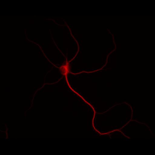  NCBI Organism:Rattus; Cell Types:multipolar neuron Cell Components:dendrite, microtubule cytoskeleton, synapse part; Biological process:cellular developmental process, dendrite development, establishment or maintenance of cell polarity, synapse assembly, protein localization to synapse;