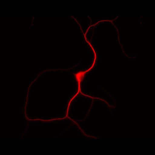  NCBI Organism:Rattus; Cell Types:multipolar neuron Cell Components:dendrite, microtubule cytoskeleton, synapse part; Biological process:cellular developmental process, dendrite development, establishment or maintenance of cell polarity, synapse assembly, protein localization to synapse;