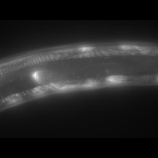  NCBI Organism:Caenorhabditis elegans; Cell Types:muscle cell Cell Components:actin filament Biological process:chronological cell aging