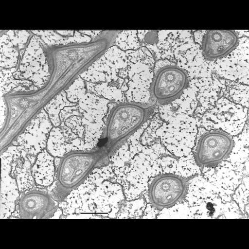  NCBI Organism:Nassula; Cell Types:cell by organism, eukaryotic cell, , ; Cell Components:cell cortex, microtubule basal body, cytoskeleton; Biological process:cytoskeleton organization, , ciliary or flagellar motility;