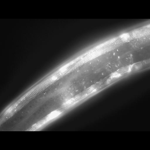  NCBI Organism:Caenorhabditis elegans; Cell Types:muscle cell Cell Components:actin filament Biological process:chronological cell aging