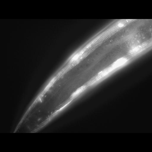  NCBI Organism:Caenorhabditis elegans; Cell Types:muscle cell Cell Components:actin filament Biological process:chronological cell aging