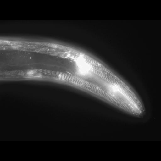  NCBI Organism:Caenorhabditis elegans; Cell Types:muscle cell Cell Components:actin filament Biological process:chronological cell aging