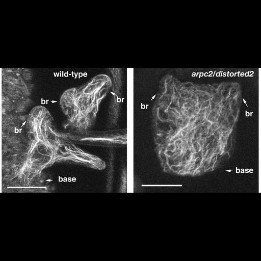  NCBI Organism:Arabidopsis thaliana; Cell Components:actin cytoskeleton Biological process:morphogenesis of a polarized epithelium, morphogenesis of a branching structure, embryonic shoot morphogenesis;