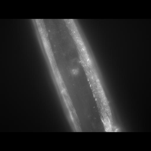  NCBI Organism:Caenorhabditis elegans; Cell Types:muscle cell Cell Components:actin filament Biological process:chronological cell aging