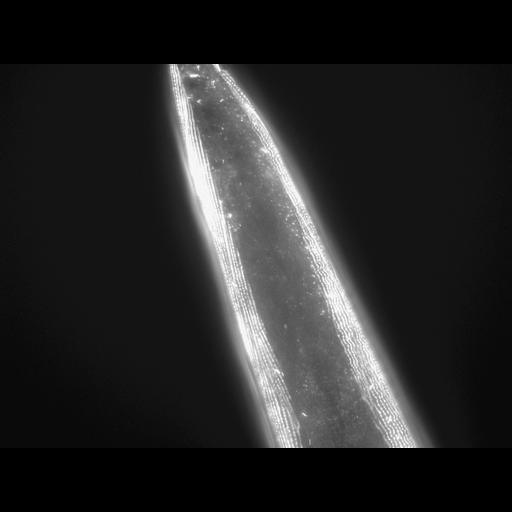  NCBI Organism:Caenorhabditis elegans; Cell Types:muscle cell Cell Components:actin filament Biological process:chronological cell aging