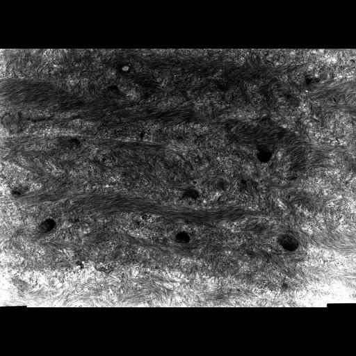  NCBI Organism:Rana catesbeiana; Cell Types:barrier epithelial cell Cell Components:intermediate filament cytoskeleton, plasma membrane; Biological process:intermediate filament cytoskeleton organization