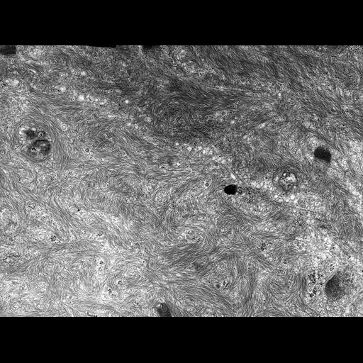  NCBI Organism:Rana catesbeiana; Cell Types:barrier epithelial cell Cell Components:intermediate filament cytoskeleton, plasma membrane; Biological process:intermediate filament cytoskeleton organization