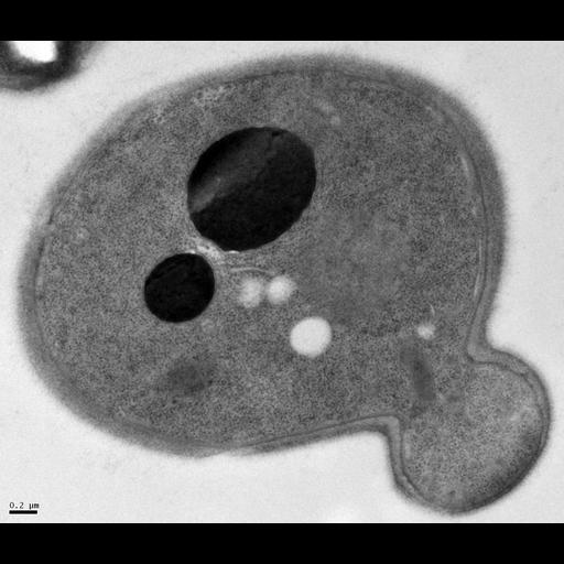  NCBI Organism:Saccharomyces cerevisiae YJM789;