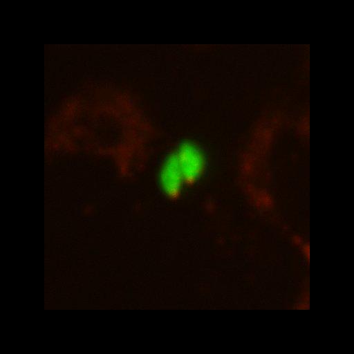  NCBI Organism:Toxoplasma gondii RH; Cell Components:cortical microtubule, transverse to long axis, microtubule organizing center; Biological process:regulation of cell shape