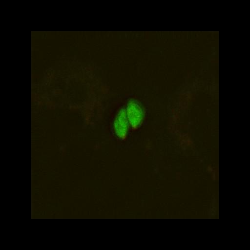  NCBI Organism:Toxoplasma gondii RH; Cell Components:cortical microtubule, transverse to long axis, microtubule organizing center; Biological process:regulation of cell shape