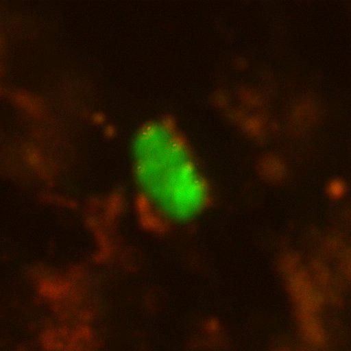  NCBI Organism:Toxoplasma gondii RH; Cell Components:cortical microtubule cytoskeleton, microtubule organizing center; Biological process:regulation of cell shape