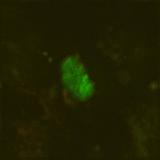  NCBI Organism:Toxoplasma gondii RH; Cell Components:cortical microtubule cytoskeleton, microtubule organizing center; Biological process:regulation of cell shape