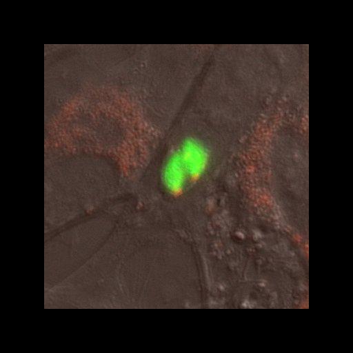  NCBI Organism:Toxoplasma gondii RH; Cell Components:cortical microtubule, transverse to long axis, microtubule organizing center; Biological process:regulation of cell shape