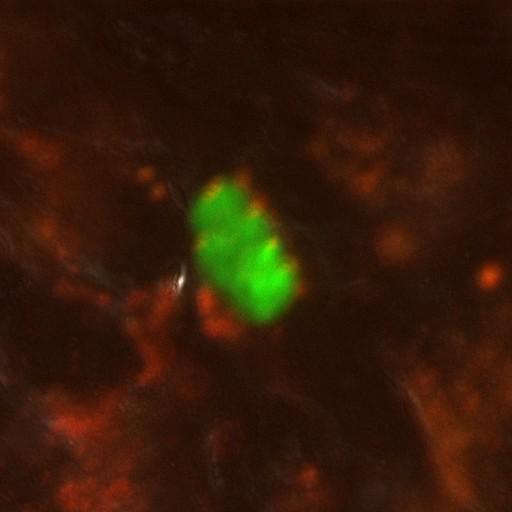  NCBI Organism:Toxoplasma gondii RH; Cell Components:cortical microtubule cytoskeleton, microtubule organizing center; Biological process:regulation of cell shape