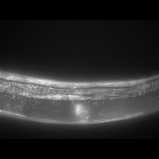  NCBI Organism:Caenorhabditis elegans; Cell Types:muscle cell Cell Components:actin filament Biological process:chronological cell aging