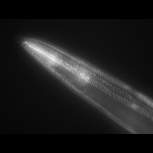  NCBI Organism:Caenorhabditis elegans; Cell Types:muscle cell Cell Components:actin filament Biological process:chronological cell aging