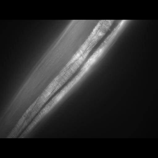  NCBI Organism:Caenorhabditis elegans; Cell Types:muscle cell Cell Components:actin filament Biological process:chronological cell aging