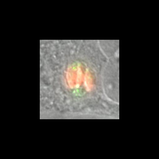  NCBI Organism:Toxoplasma gondii RH; Cell Components:inner membrane complex, centriole, polar ring of apical complex; Biological process:regulation of cell shape, cell division;