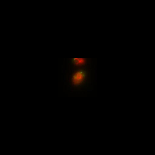  NCBI Organism:Toxoplasma gondii RH; Cell Components:inner membrane complex, centriole, polar ring of apical complex; Biological process:regulation of cell shape, cell division;