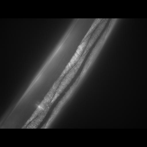  NCBI Organism:Caenorhabditis elegans; Cell Types:muscle cell Cell Components:actin filament Biological process:chronological cell aging