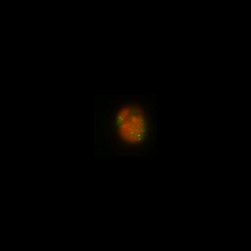  NCBI Organism:Toxoplasma gondii RH; Cell Components:inner membrane complex, centriole, polar ring of apical complex; Biological process:regulation of cell shape, cell division;