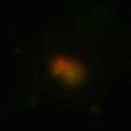  NCBI Organism:Toxoplasma gondii RH; Cell Components:inner membrane complex, centriole, polar ring of apical complex; Biological process:regulation of cell shape, cell division;