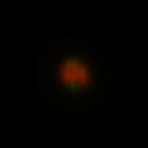  NCBI Organism:Toxoplasma gondii RH; Cell Components:inner membrane complex, centriole, polar ring of apical complex; Biological process:regulation of cell shape, cell division;