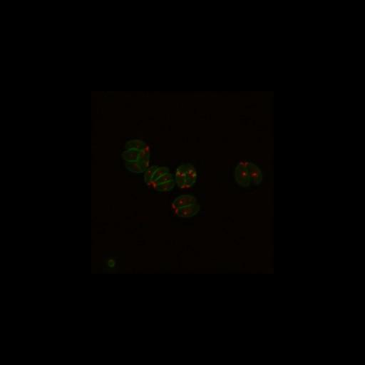  NCBI Organism:Toxoplasma gondii RH; Cell Components:inner membrane complex, centriole, spindle pole, conoid, basal part of cell; Biological process:regulation of cell shape, cytoskeleton organization, cell division;