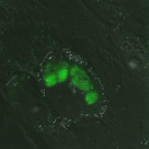  NCBI Organism:Toxoplasma gondii RH; Cell Components:cortical microtubule Biological process:regulation of cell shape, microtubule cytoskeleton organization;