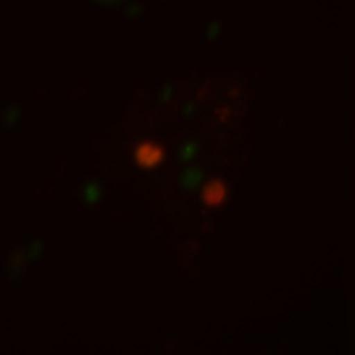  NCBI Organism:Toxoplasma gondii RH; Cell Components:cortical microtubule, spindle pole, centriole, conoid, inner membrane complex; Biological process:regulation of cell shape, microtubule cytoskeleton organization, cell division;