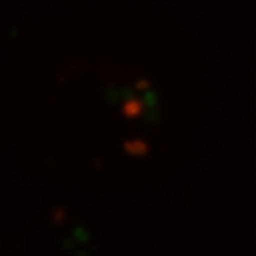  NCBI Organism:Toxoplasma gondii RH; Cell Components:cortical microtubule, spindle pole, centriole, conoid, inner membrane complex; Biological process:regulation of cell shape, microtubule cytoskeleton organization, cell division;