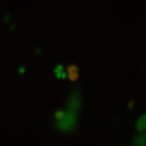  NCBI Organism:Toxoplasma gondii RH; Cell Components:cortical microtubule, spindle pole, centriole, conoid, inner membrane complex; Biological process:regulation of cell shape, microtubule cytoskeleton organization, cell division;