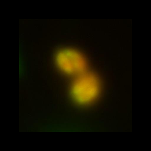  NCBI Organism:Toxoplasma gondii RH; Cell Components:dynein complex, centriole, spindle pole, conoid, cortical microtubule; Biological process:regulation of cell shape, microtubule-based movement, microtubule cytoskeleton organization;