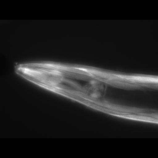  NCBI Organism:Caenorhabditis elegans; Cell Types:muscle cell Cell Components:actin filament Biological process:chronological cell aging