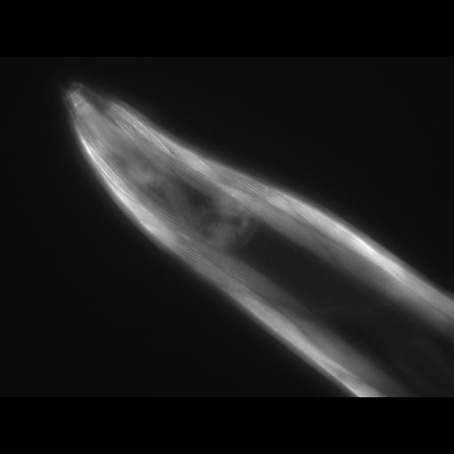  NCBI Organism:Caenorhabditis elegans; Cell Types:muscle cell Cell Components:actin filament Biological process:chronological cell aging