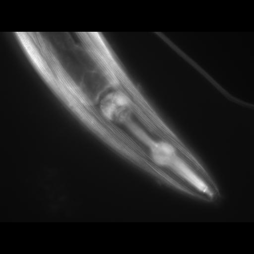  NCBI Organism:Caenorhabditis elegans; Cell Types:muscle cell Cell Components:actin filament Biological process:chronological cell aging